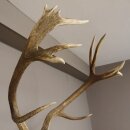 kapitales 18 Ender Rothirsch Geweih Höhe 124 cm mit ganzer Nase und ganzem Oberkiefer Hirschgeweih Hirsch