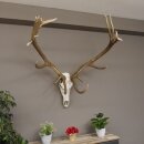 kapitales 18 Ender Rothirsch Geweih Höhe 124 cm mit ganzer Nase und ganzem Oberkiefer Hirschgeweih Hirsch