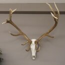 kapitales 18 Ender Rothirsch Geweih Höhe 124 cm mit ganzer Nase und ganzem Oberkiefer Hirschgeweih Hirsch