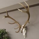 kapitales 18 Ender Rothirsch Geweih Höhe 124 cm mit ganzer Nase und ganzem Oberkiefer Hirschgeweih Hirsch