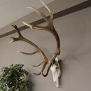 kapitales 18 Ender Rothirsch Geweih Höhe 124 cm mit ganzer Nase und ganzem Oberkiefer Hirschgeweih Hirsch