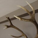 kapitales 18 Ender Rothirsch Geweih Höhe 124 cm mit ganzer Nase und ganzem Oberkiefer Hirschgeweih Hirsch