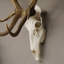 kapitales 18 Ender Rothirsch Geweih Höhe 124 cm mit ganzer Nase und ganzem Oberkiefer Hirschgeweih Hirsch