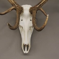 kapitales 18 Ender Rothirsch Geweih Höhe 124 cm mit ganzer Nase und ganzem Oberkiefer Hirschgeweih Hirsch