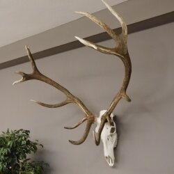 kapitales 18 Ender Rothirsch Geweih Höhe 124 cm mit ganzer Nase und ganzem Oberkiefer Hirschgeweih Hirsch