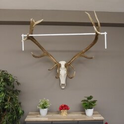 kapitales 18 Ender Rothirsch Geweih Höhe 124 cm mit ganzer Nase und ganzem Oberkiefer Hirschgeweih Hirsch