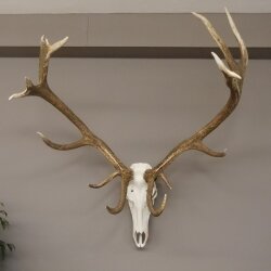 kapitales 18 Ender Rothirsch Geweih Höhe 124 cm mit ganzer Nase und ganzem Oberkiefer Hirschgeweih Hirsch