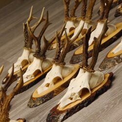 17 Stück Rehgeweihe Rehbock Reh Bock Geweihe auf Baumscheibe #22.1026