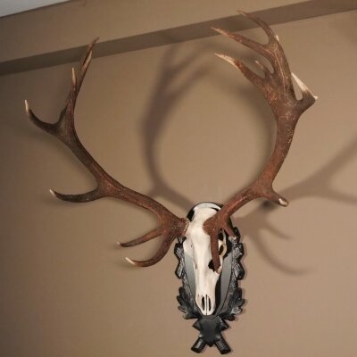 16 Ender Rothirsch Geweih mit ganzer Nase Höhe 122 cm auf geschnitztem Trophäenschild Hirschgeweih Hirsch