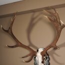 16 Ender Rothirsch Geweih mit ganzer Nase Höhe 122 cm auf geschnitztem Trophäenschild Hirschgeweih Hirsch