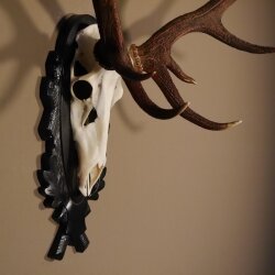 16 Ender Rothirsch Geweih mit ganzer Nase Höhe 122 cm auf geschnitztem Trophäenschild Hirschgeweih Hirsch