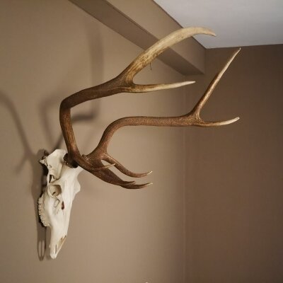 8 Ender Rothirsch Geweih mit ganzer Nase und ganzem Oberkiefer Höhe 117 cm Hirschgeweih Hirsch #70.841