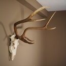 8 bois de cerf rouge avec le museau et la mâchoire...