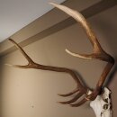8 Ender Rothirsch Geweih mit ganzer Nase und ganzem Oberkiefer Höhe 117 cm Hirschgeweih Hirsch #70.841