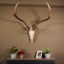 8 bois de cerf rouge avec le museau et la mâchoire...