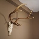 8 Ender Rothirsch Geweih mit ganzer Nase und ganzem Oberkiefer Höhe 117 cm Hirschgeweih Hirsch #70.841