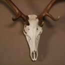8 Ender Rothirsch Geweih mit ganzer Nase und ganzem Oberkiefer Höhe 117 cm Hirschgeweih Hirsch #70.841