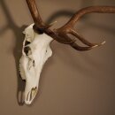 8 Ender Rothirsch Geweih mit ganzer Nase und ganzem Oberkiefer Höhe 117 cm Hirschgeweih Hirsch #70.841