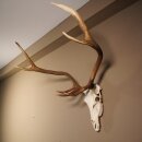 8 Ender Rothirsch Geweih mit ganzer Nase und ganzem Oberkiefer Höhe 117 cm Hirschgeweih Hirsch #70.841