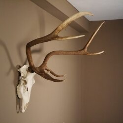 8 Ender Rothirsch Geweih mit ganzer Nase und ganzem Oberkiefer Höhe 117 cm Hirschgeweih Hirsch #70.841