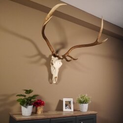8 Ender Rothirsch Geweih mit ganzer Nase und ganzem Oberkiefer Höhe 117 cm Hirschgeweih Hirsch #70.841