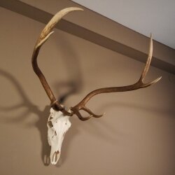 8 Ender Rothirsch Geweih mit ganzer Nase und ganzem Oberkiefer Höhe 117 cm Hirschgeweih Hirsch #70.841
