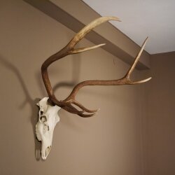 8 Ender Rothirsch Geweih mit ganzer Nase und ganzem Oberkiefer Höhe 117 cm Hirschgeweih Hirsch #70.841