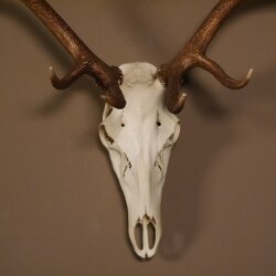 8 Ender Rothirsch Geweih mit ganzer Nase und ganzem Oberkiefer Höhe 117 cm Hirschgeweih Hirsch #70.841