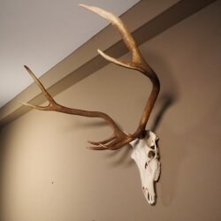 8 Ender Rothirsch Geweih mit ganzer Nase und ganzem Oberkiefer Höhe 117 cm Hirschgeweih Hirsch #70.841