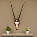 Oryx (Oryx gazella) Antilope Spießbock Afrika...