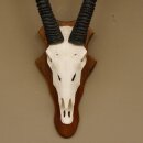 Oryx (Oryx gazella) Antilope Spießbock Afrika Schädeltrophäe Hornlänge 100 cm auf Trophäenschild #88.3.76