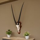 Oryx (Oryx gazella) Antilope Spießbock Afrika Schädeltrophäe Hornlänge 100 cm auf Trophäenschild #88.3.76