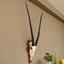 Oryx (Oryx gazella) Antilope Spießbock Afrika Schädeltrophäe Hornlänge 100 cm auf Trophäenschild #88.3.76