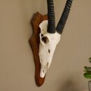 Oryx (Oryx gazella) Antilope Spießbock Afrika Schädeltrophäe Hornlänge 100 cm auf Trophäenschild #88.3.76