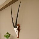 Oryx (Oryx gazella) Antilope Spießbock Afrika Schädeltrophäe Hornlänge 100 cm auf Trophäenschild #88.3.76