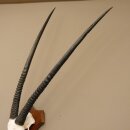 Oryx (Oryx gazella) Antilope Spießbock Afrika Schädeltrophäe Hornlänge 100 cm auf Trophäenschild #88.3.76