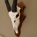 Oryx (Oryx gazella) Antilope Spießbock Afrika Schädeltrophäe Hornlänge 100 cm auf Trophäenschild #88.3.76