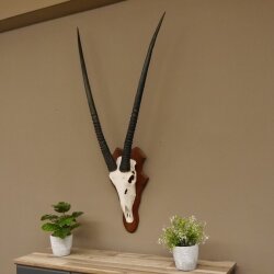 Oryx (Oryx gazella) Antilope Spießbock Afrika Schädeltrophäe Hornlänge 100 cm auf Trophäenschild #88.3.76