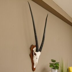 Oryx (Oryx gazella) Antilope Spießbock Afrika Schädeltrophäe Hornlänge 100 cm auf Trophäenschild #88.3.76