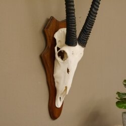 Oryx (Oryx gazella) Antilope Spießbock Afrika Schädeltrophäe Hornlänge 100 cm auf Trophäenschild #88.3.76