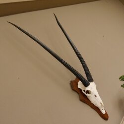 Oryx (Oryx gazella) Antilope Spießbock Afrika Schädeltrophäe Hornlänge 100 cm auf Trophäenschild #88.3.76