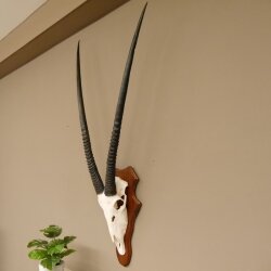 Oryx (Oryx gazella) Antilope Spießbock Afrika Schädeltrophäe Hornlänge 100 cm auf Trophäenschild #88.3.76