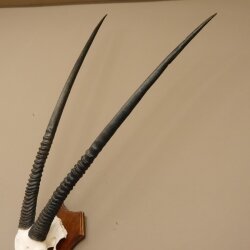 Oryx (Oryx gazella) Antilope Spießbock Afrika Schädeltrophäe Hornlänge 100 cm auf Trophäenschild #88.3.76