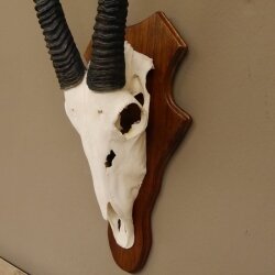 Oryx (Oryx gazella) Antilope Spießbock Afrika Schädeltrophäe Hornlänge 100 cm auf Trophäenschild #88.3.76
