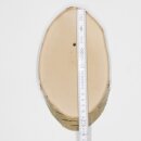 1 piece birch trophy plaque for deer tree disc tree plaque AF 19cm