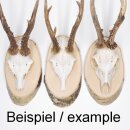 Birch trophy plaque for deer Tree disc Tree plaque AF 20cm