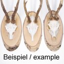 1 piece birch shield trophy shield deer antlers tree slice tree shield AF 21 cm