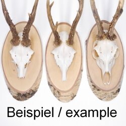 1 piece birch shield trophy shield deer antlers tree slice tree shield AF 21 cm