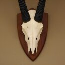 Oryx (Oryx gazella) Antilope Spießbock Afrika Schädeltrophäe Hornlänge 78 cm auf Trophäenschild #88.3.77