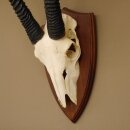 Oryx (Oryx gazella) Antilope Spießbock Afrika Schädeltrophäe Hornlänge 78 cm auf Trophäenschild #88.3.77